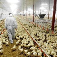 Automatyczna cena wyposażenia brojlerów do hodowli drobiu z certyfikatem CE
