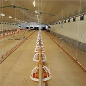 System karmienia brojlerów System gruntowy dla drobiu