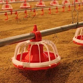 Automatyczne Podajniki Kurczaków dla Fermy Drobiu